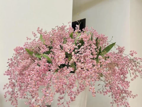 梦香兰一年开几次花？揭秘花期规律与延长技巧