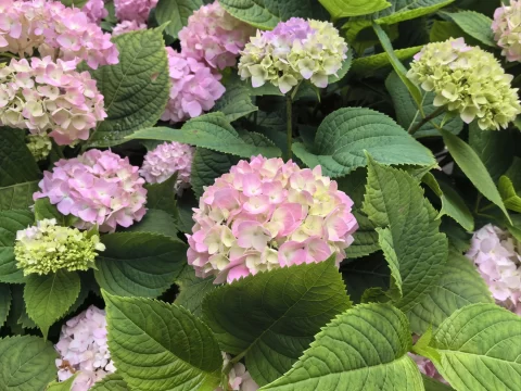 绣球花的寓意与象征：跨越千年的文化密码与情感寄托