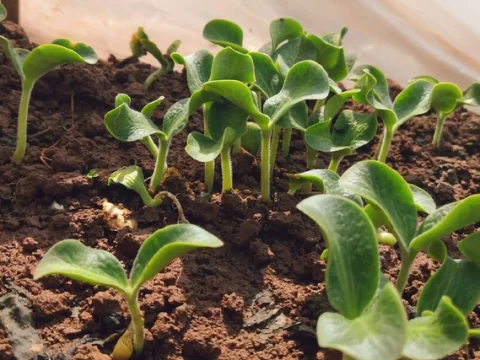 什么时候种南瓜最好？掌握最佳种植时机，实现高产优质