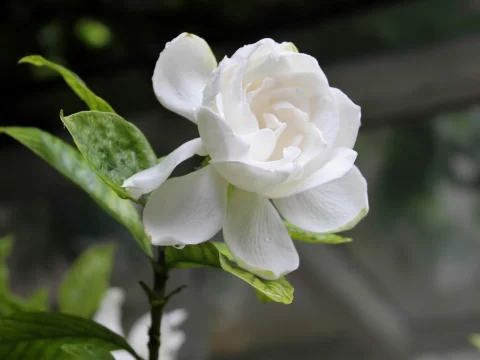 栀子花科学养护指南：7大核心技巧解锁四季繁花