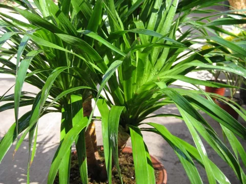 龙血树和龙须树是一种植物吗？揭秘两者的区别与联系
