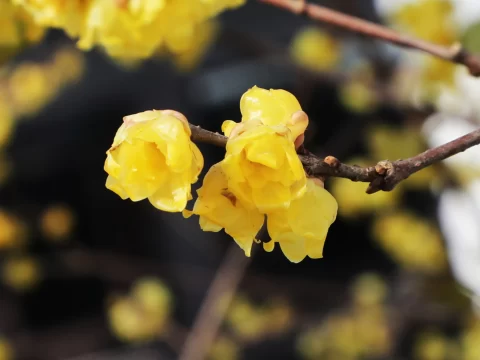 10种代表冬天的花：冰雪中的生命礼赞