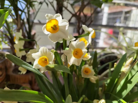 水仙花花期能开多久？科学养护延长观赏时间的秘诀