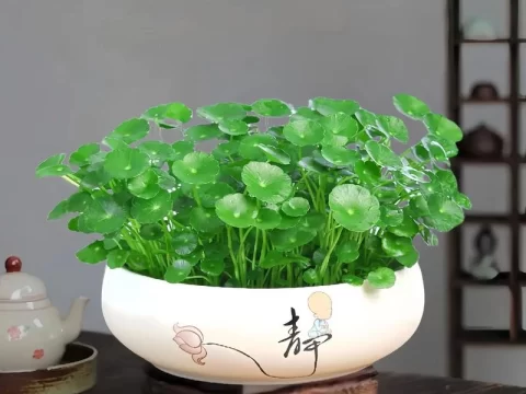 铜钱草的养殖方法和注意事项