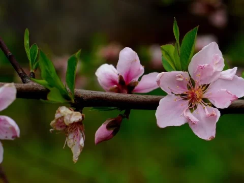 桃花的花蕊是什么颜色？揭秘春日桃花的生命密码