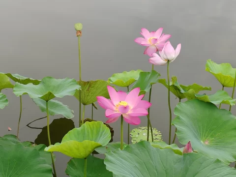 静影摇波：解密荷花的生物密码与色彩哲学
