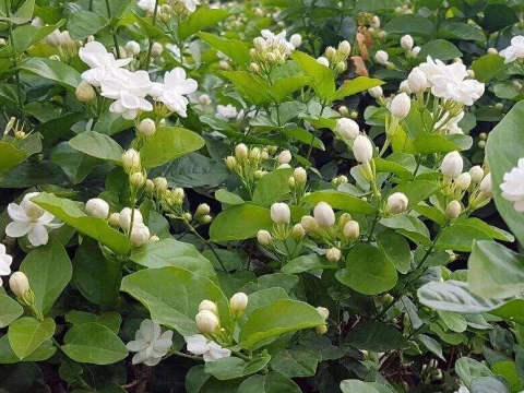茉莉花绽放时节全解析：掌握花期密码，打造清香满园