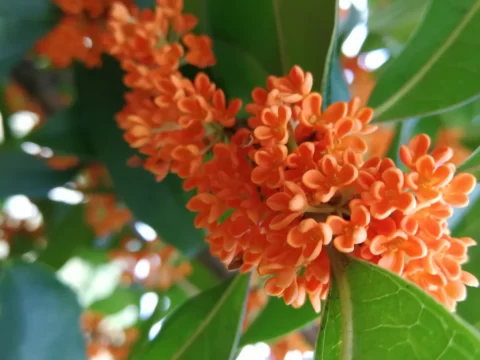 家里可以种桂花树吗？家庭种植指南与养护技巧