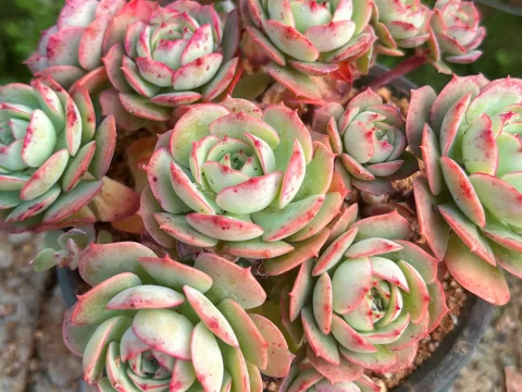 克罗地亚玫瑰多肉好养吗？养护技巧与注意事项全解析
