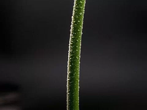 植物解剖学揭秘：为什么说花茎是花朵的“生命高速公路”？