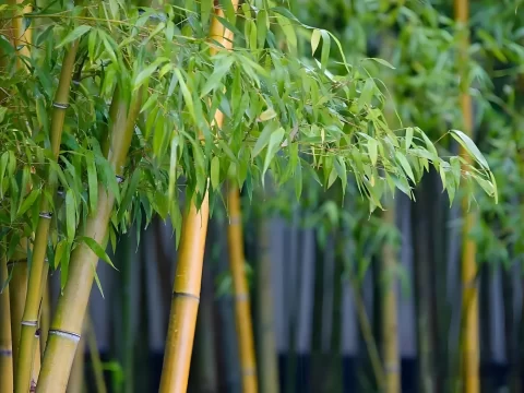 竹子施肥用什么肥料？科学选肥与施肥技巧全解析