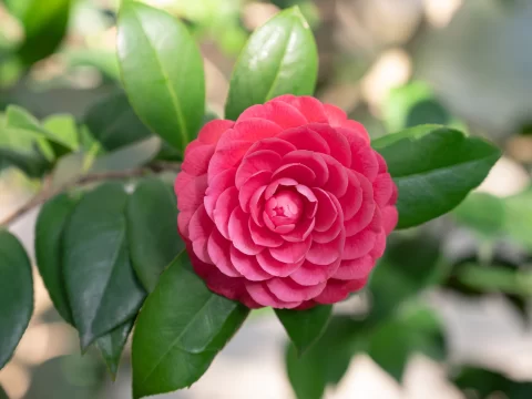山茶花掉叶子怎么回事？全面解析原因与科学处理方法