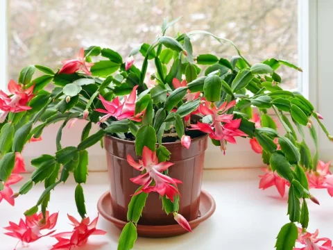 蟹爪兰不开花？5个关键技巧助你打造爆花阳台
