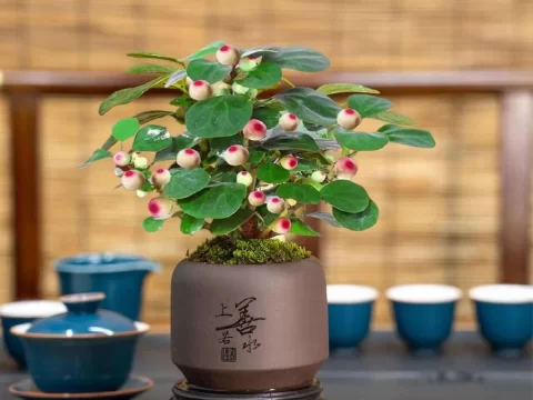 小盼菩提树的养殖方法与注意事项