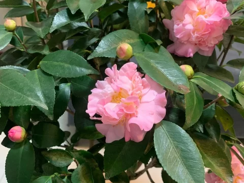 香妃茶花适合在室内养吗？养护技巧与注意事项全解析
