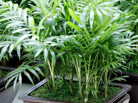 10种适合室内且不需要阳光的植物推荐：低光环境也能生机盎然