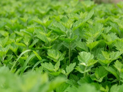艾草什么时候种植最合适？掌握这4个要点，新手也能轻松种好！