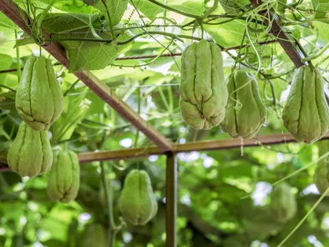 佛手瓜什么时候开花结果？手把手教你种出“佛手”满藤
