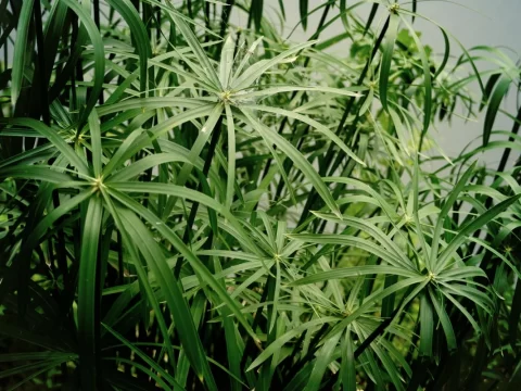 旱伞草的养殖方法和注意事项
