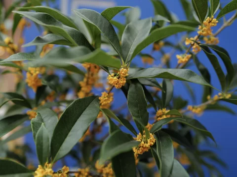 桂花种植小课堂：酸土还是碱土？选对土壤开花更香浓