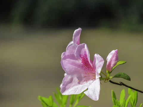 杜鹃花浇水全攻略：季节、盆土、环境一次搞懂