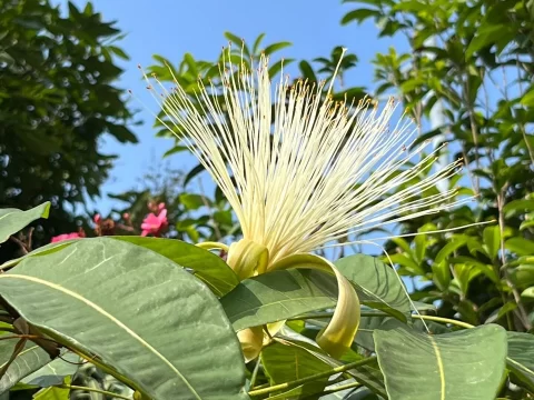 发财树会开花吗？揭秘“招财树”的隐藏技能，教你轻松养出吉祥花！