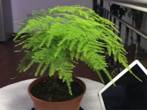 文竹可以扦插吗？手把手教你高效繁殖技巧，一盆变多盆！