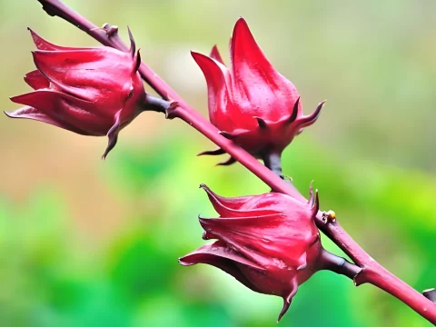 玫瑰茄与洛神花是同一植物吗？一篇文章说清区别与联系
