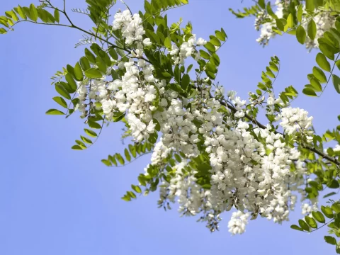槐花几月份开始开花？揭秘花期与养护全攻略
