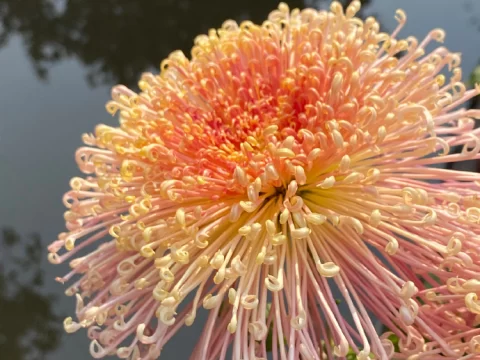 家里可以种菊花吗？掌握这些技巧，新手也能养出爆盆花！