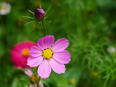 波斯菊是格桑花吗？揭秘两者的区别与联系