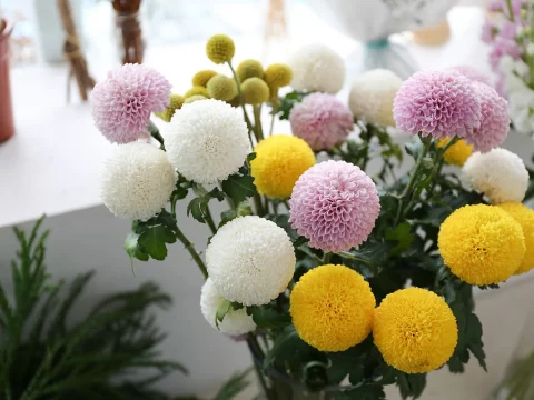 乒乓菊最忌讳的三个养护误区，避开才能花开满盆
