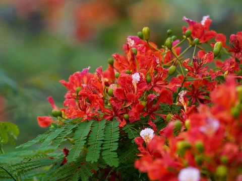凤凰花什么时候开？揭秘火红盛夏的绽放时刻