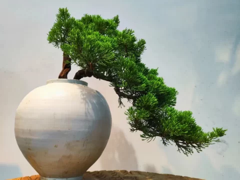 珍贵盆栽植物有哪些？推荐10种兼具观赏与收藏价值的品种