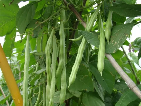 豆角种植温度全解析：抓住关键温度点，新手也能挂满架！