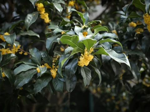 门前栽哪三树最好？这三种树旺家又吉祥，老传统有讲究！