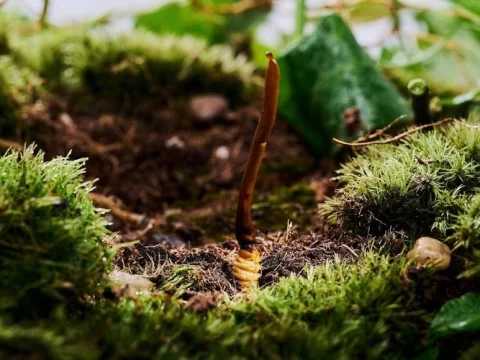 冬虫夏草是植物还是动物？揭秘“虫”与“草”的奇妙真相