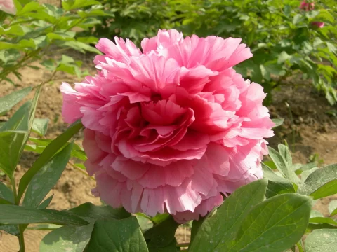 中国10大名花：传承千年的自然瑰宝与文化象征