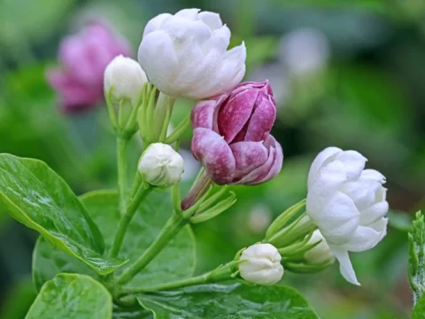 茉莉花修剪时间有讲究，避开这3个“雷区”，来年开花多一倍