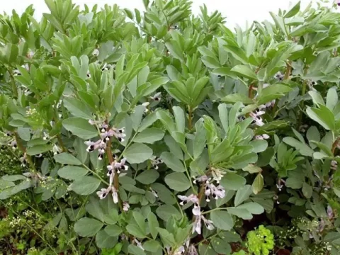 蚕豆5片叶打顶剪几寸？老农教你“掐尖黄金法则”，结荚多到压弯枝