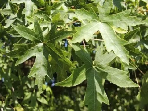 苏合香产自哪种树上？揭秘千年香料的“真身”之谜
