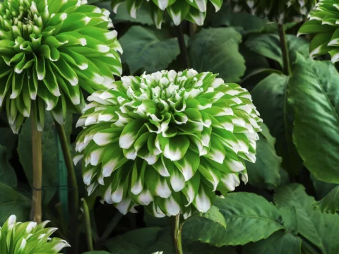 生活中常见的20种绿色花卉，有没有你喜欢的那款？
