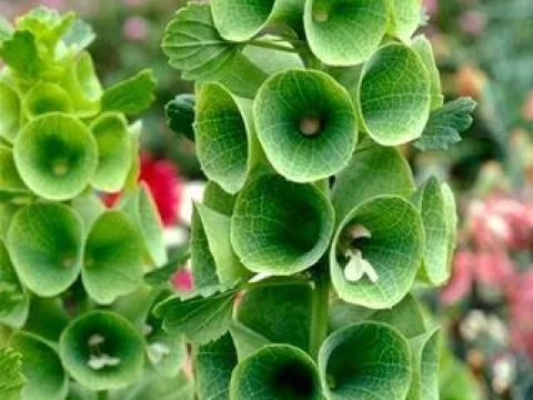 贝壳花的种植方法和注意事项：手把手教你养出清新“小贝壳”
