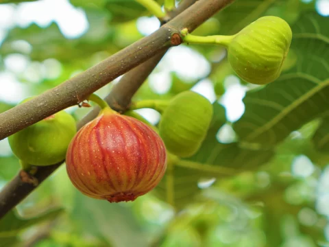 阳光才是无花果的“真爱”？揭开叶片背后的光合密码