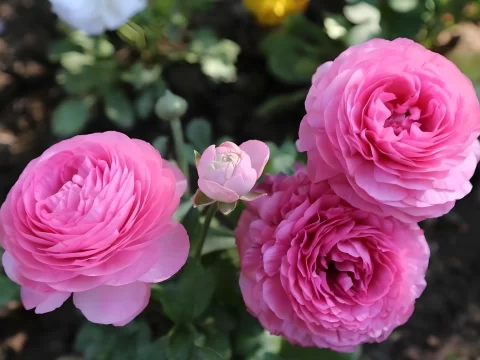 洋牡丹花语解析：一朵花背后的深情与祝福