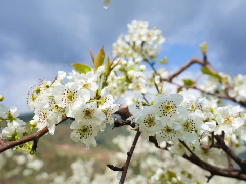 梨树什么时候开花？一文读懂梨花开放的季节与影响因素
