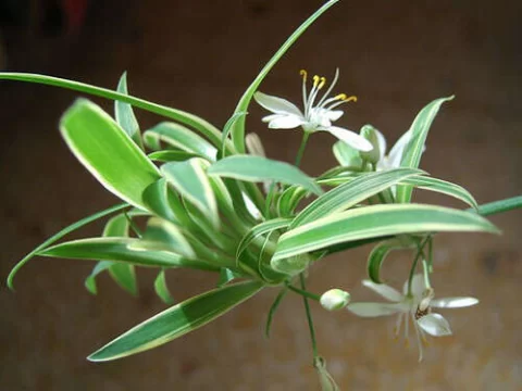 金边吊兰会开花吗？揭秘“绿植网红”的隐藏技能