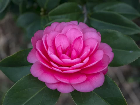 茶花可以扦插吗？手把手教你4步搞定扦插繁殖