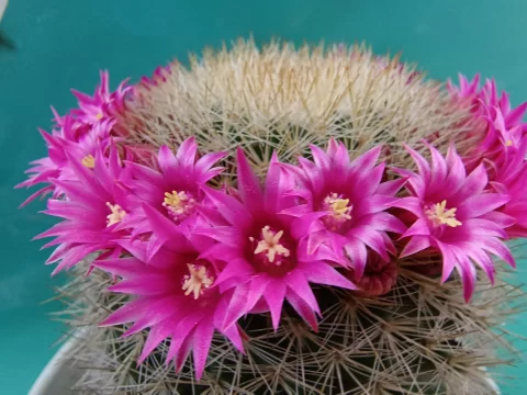 仙人球开花周期揭秘：三年等一回？掌握这几点年年有花看