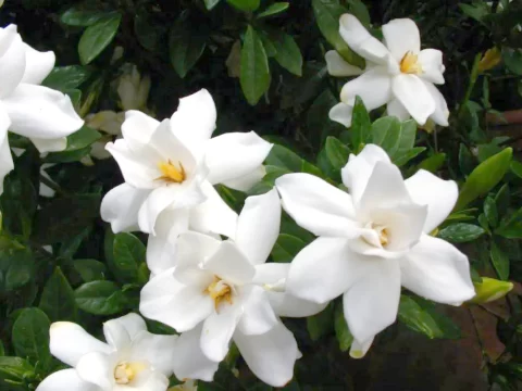 栀子花的花语：纯洁、永恒与希望的自然诗篇